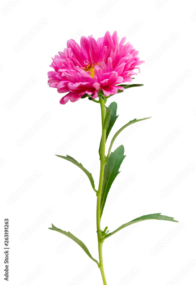 Gerbera daisy flower on white background