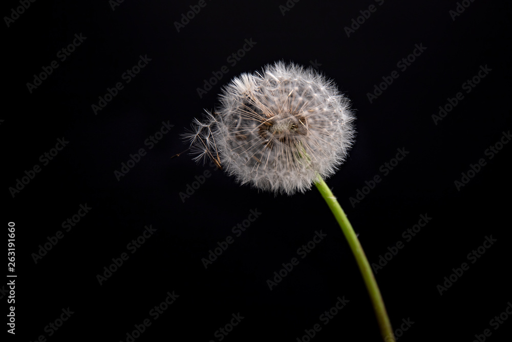 dandelion on black background dandelion on black background