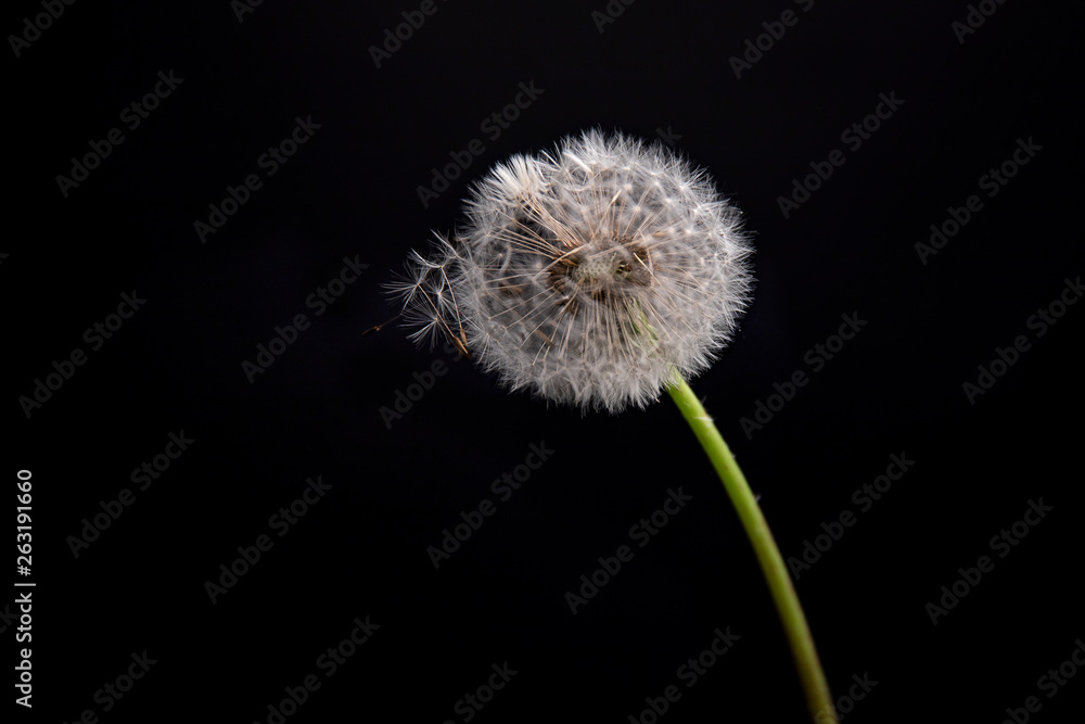 dandelion on black background