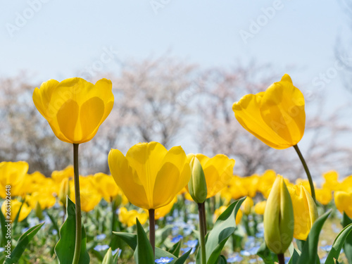 Field of Yellow Tulips
