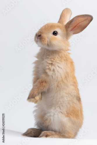 Little brown rabbit standing on isolated white background at studio. It's small mammals in the family Leporidae of the order Lagomorpha. Animal studio portrait.