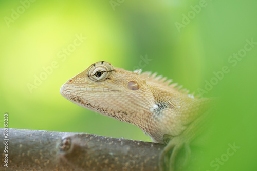 Close up brown thai chameleon on natural green background