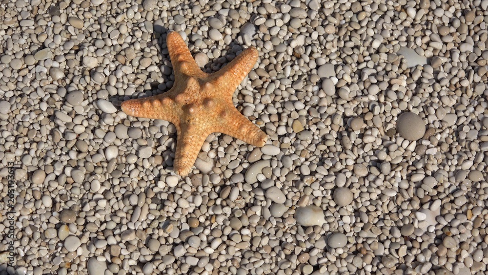 Sea star hidden in seashore with little stones from sea wave Sea star hidden in seashore with little stones from sea wave