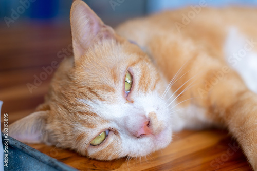Blurred brown and white cat lay with yellow eyes lie down on the floor and look forward.Brown cat with yellow eyes sitting on the floor