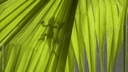 Lizard shadow on green palm leaf  sunny day