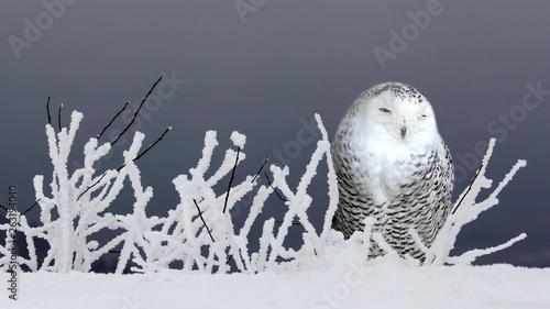 Sleepy polar owl in the snow
