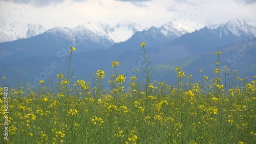 Yellow rape flowers blossom field, high snowed white mountains in background and dramatic sky with dark clouds, beautiful spring nature landscape