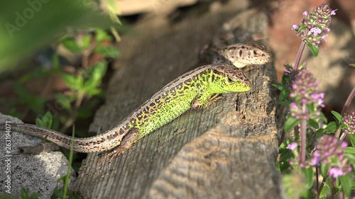 Two male lizards fight for one female