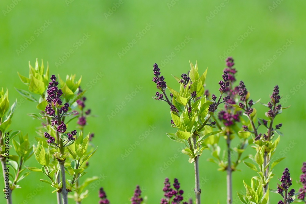 purple lilac flowers with leaves of lilac bush in front of green background purple lilac flowers with leaves of lilac bush in front of green background