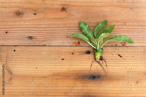 green succulent with roots on wooden background