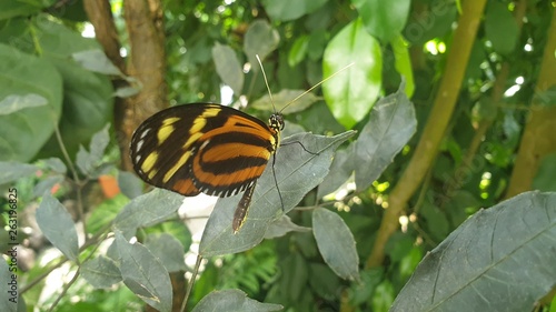 Ventral view of butterfly Heliconius hecale, the tiger longwing, Hecale longwing, golden longwing or golden heliconian