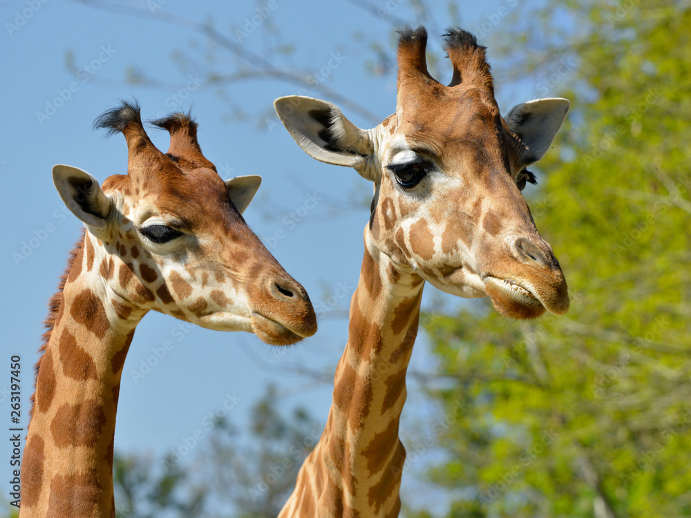 Naklejka premium Closeup of two giraffes (Giraffa camelopardalis)