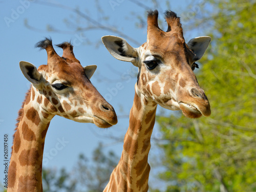 Closeup of two giraffes (Giraffa camelopardalis)