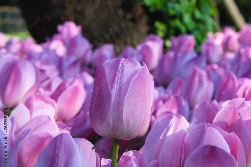 Obraz premium Fresh spring tulips
