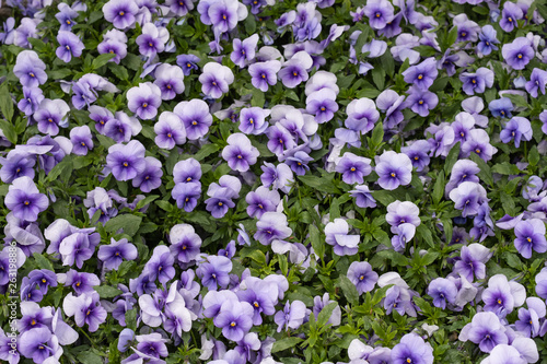 Blue Garden Pansies Background