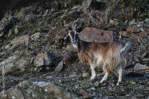 during a trek on the Aspromonte national park