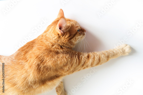 Ginger cat lying on a white table with paw stretched. Cute cat with green eyes. At the veterinarian