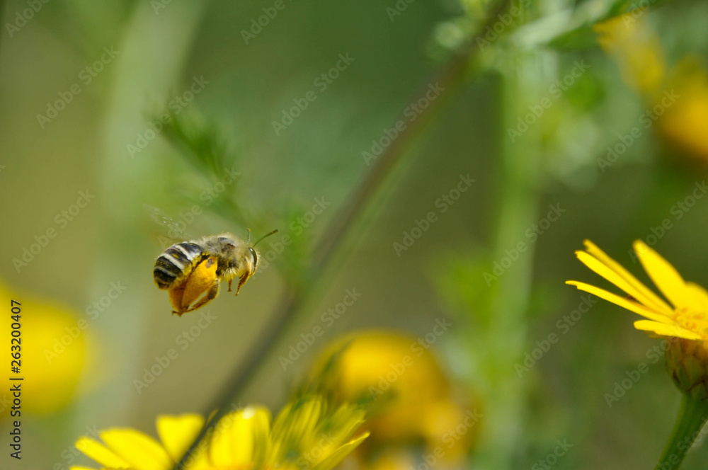a bee ready for pollination a bee ready for pollination