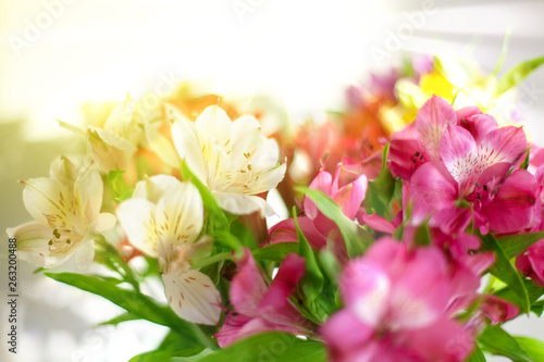 Fototapeta Naklejka Na Ścianę i Meble -  Red, pink and white lily flowers on blurred sun rays background close up, soft focus flower arrangement in bright morning golden sunshine light, beautiful holiday artistic floral image, copy space