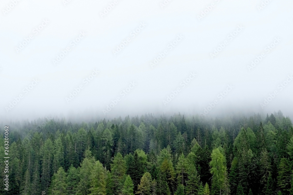 Fototapeta premium morning in the forest