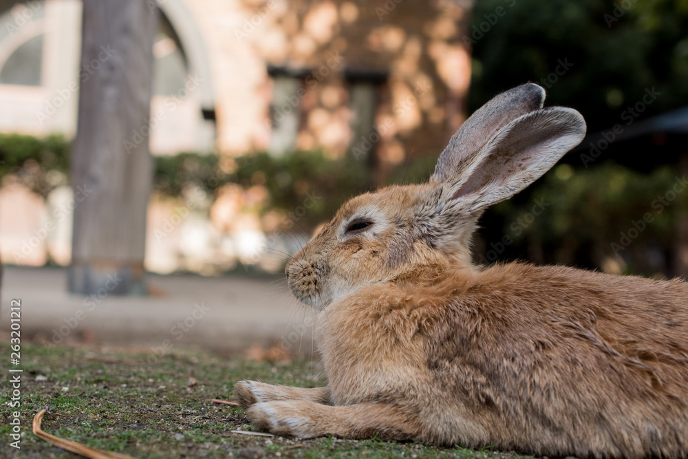 Fototapeta premium cute wild bunny rabbits in japan's rabbit island, okunoshima