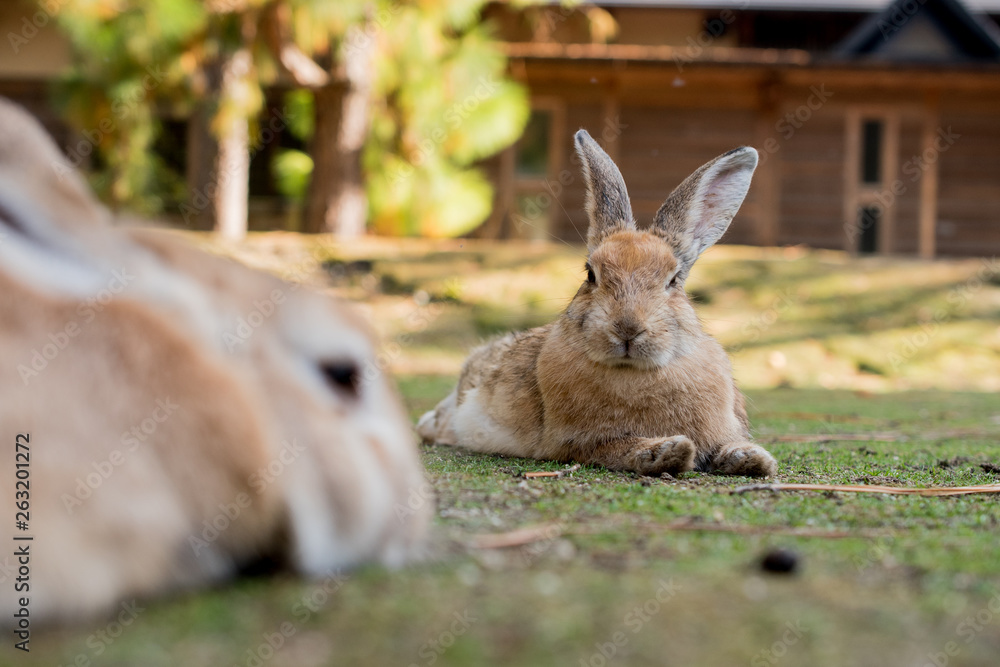 Fototapeta premium cute wild bunny rabbits in japan's rabbit island, okunoshima