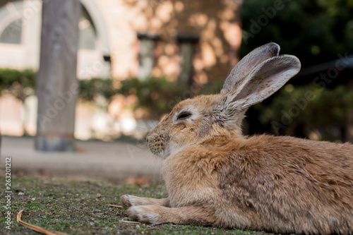 cute wild bunny rabbits in japan's rabbit island, okunoshima