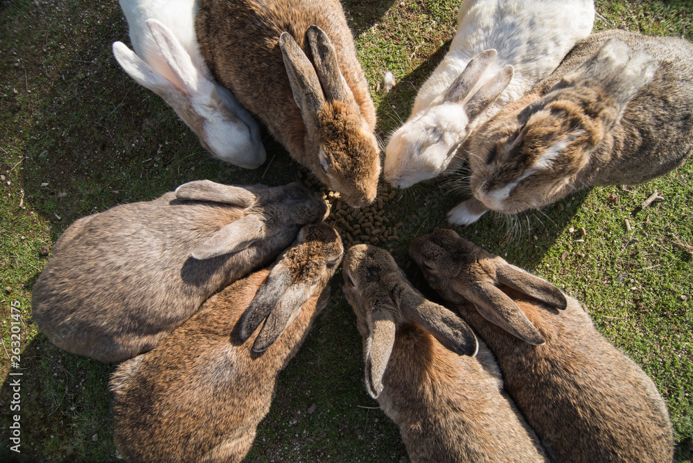 cute wild bunny rabbits in japan's rabbit island, okunoshima Stock ...