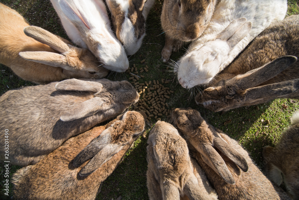 Obraz premium cute wild bunny rabbits in japan's rabbit island, okunoshima
