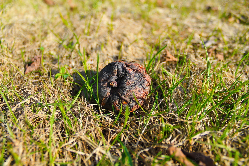 apple on the grass apple on the grass