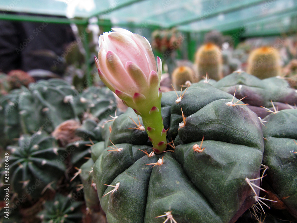 Fototapeta premium flower of a cactus