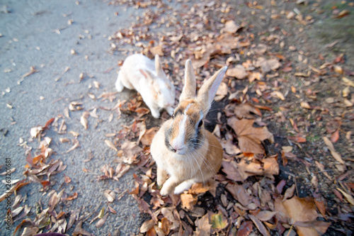 cute wild bunny rabbits in japan's rabbit island, okunoshima