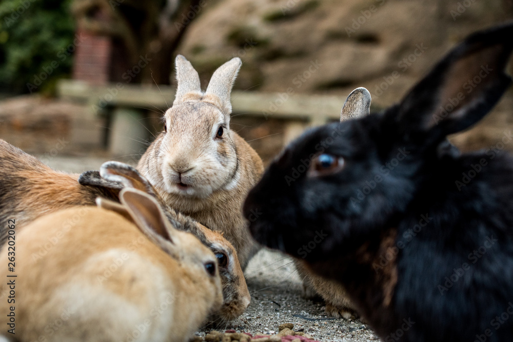 Fototapeta premium cute wild bunny rabbits in japan's rabbit island, okunoshima