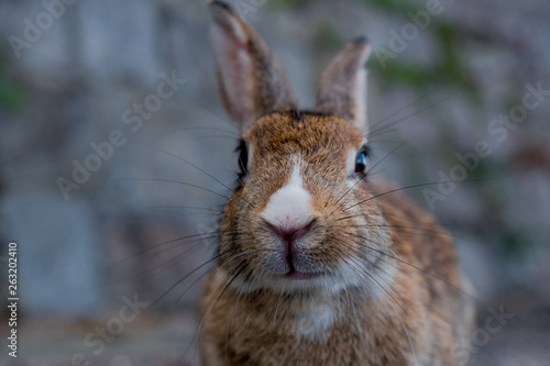 cute wild bunny rabbits in japan's rabbit island, okunoshima photo