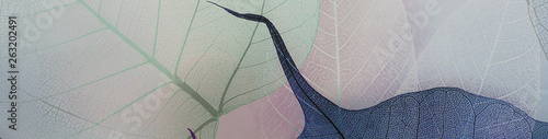 transparent skeleton of colorful colored leaves