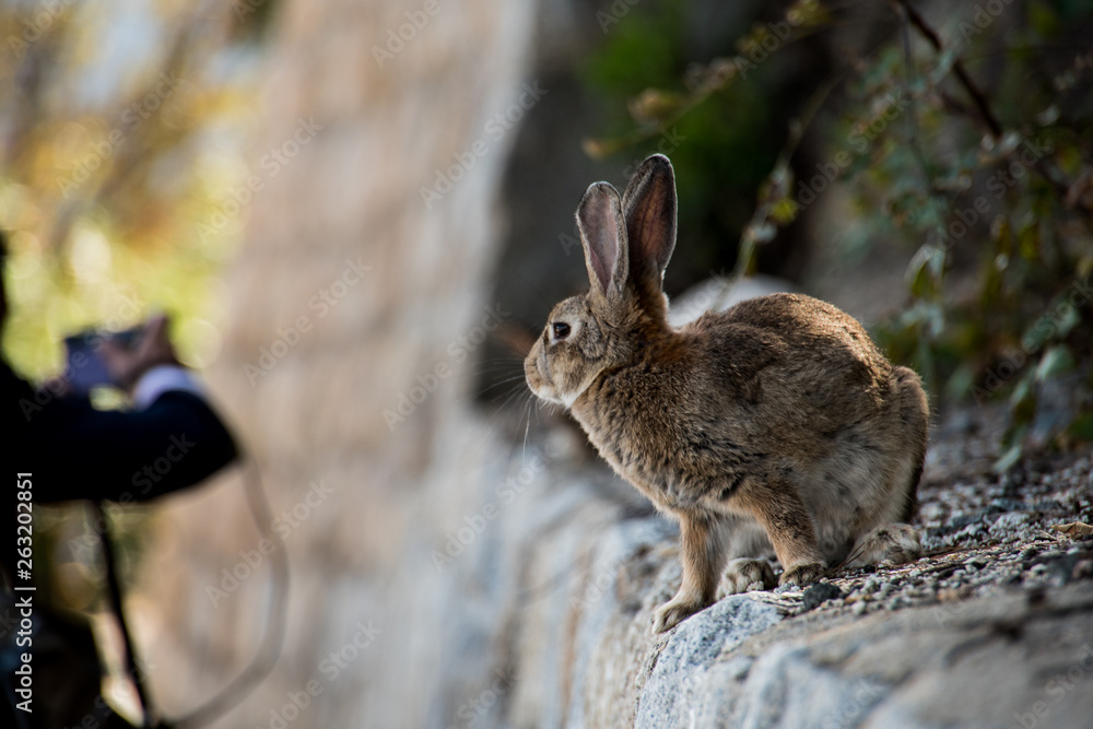 Fototapeta premium cute wild bunny rabbits in japan's rabbit island, okunoshima