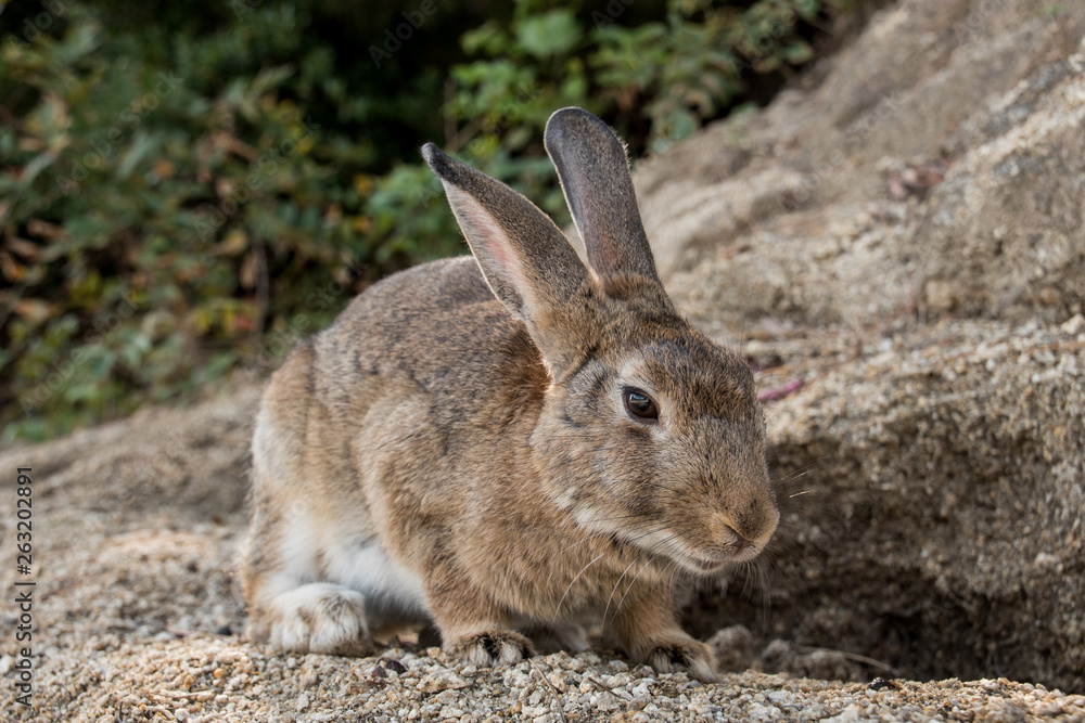 cute wild bunny rabbits in japan's rabbit island, okunoshima cute wild bunny rabbits in japan's rabbit island, okunoshima