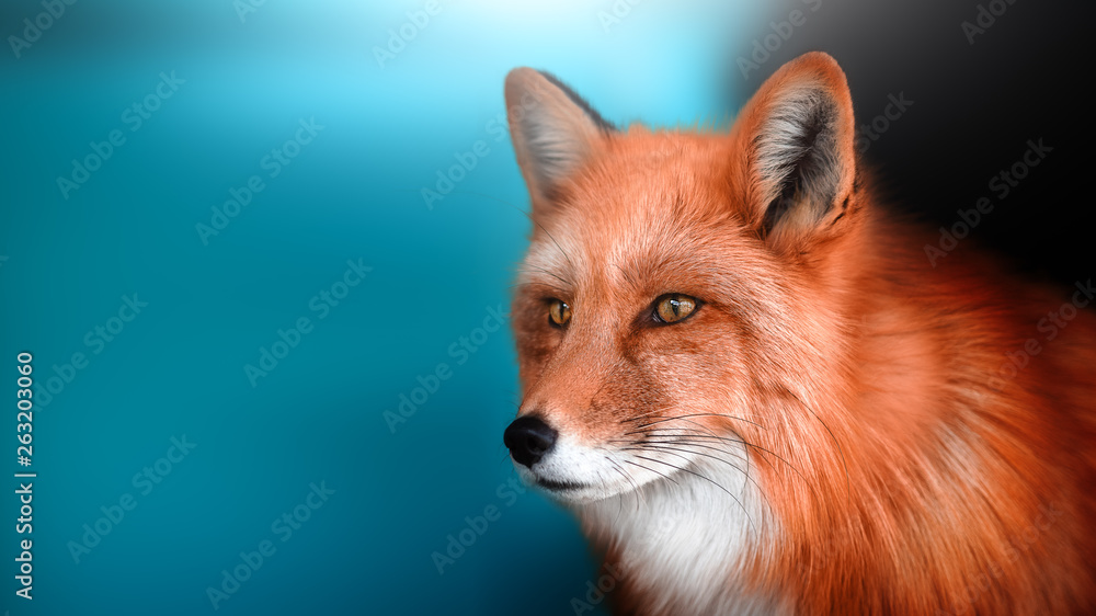 Portrait of a tame Fox. A place for a label. Portrait of a tame Fox. A place for a label.