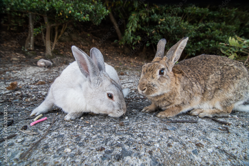 Fototapeta premium cute wild bunny rabbits in japan's rabbit island, okunoshima