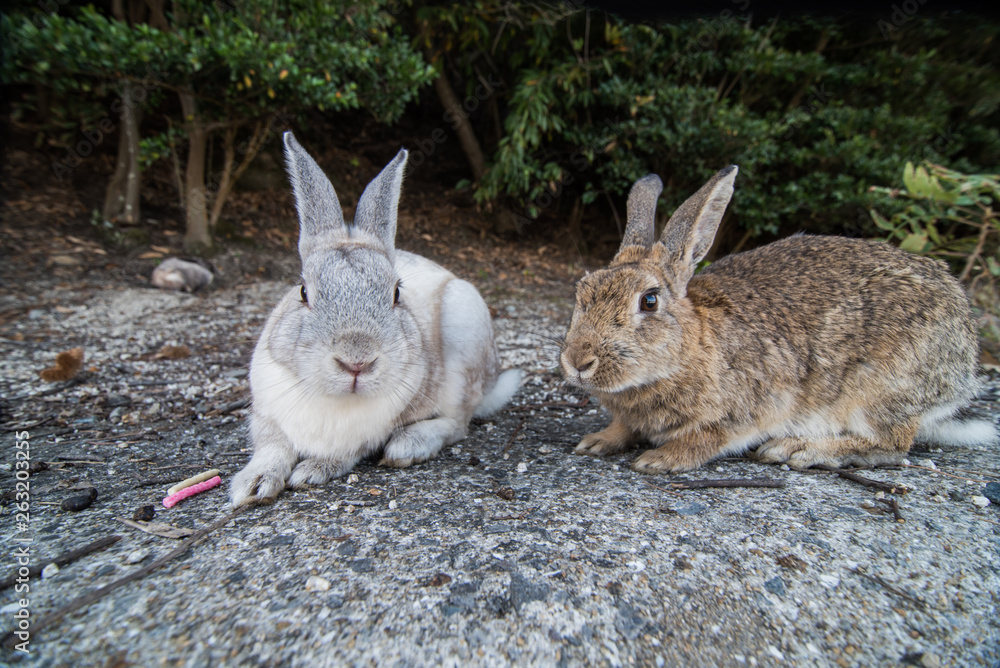 Obraz premium cute wild bunny rabbits in japan's rabbit island, okunoshima