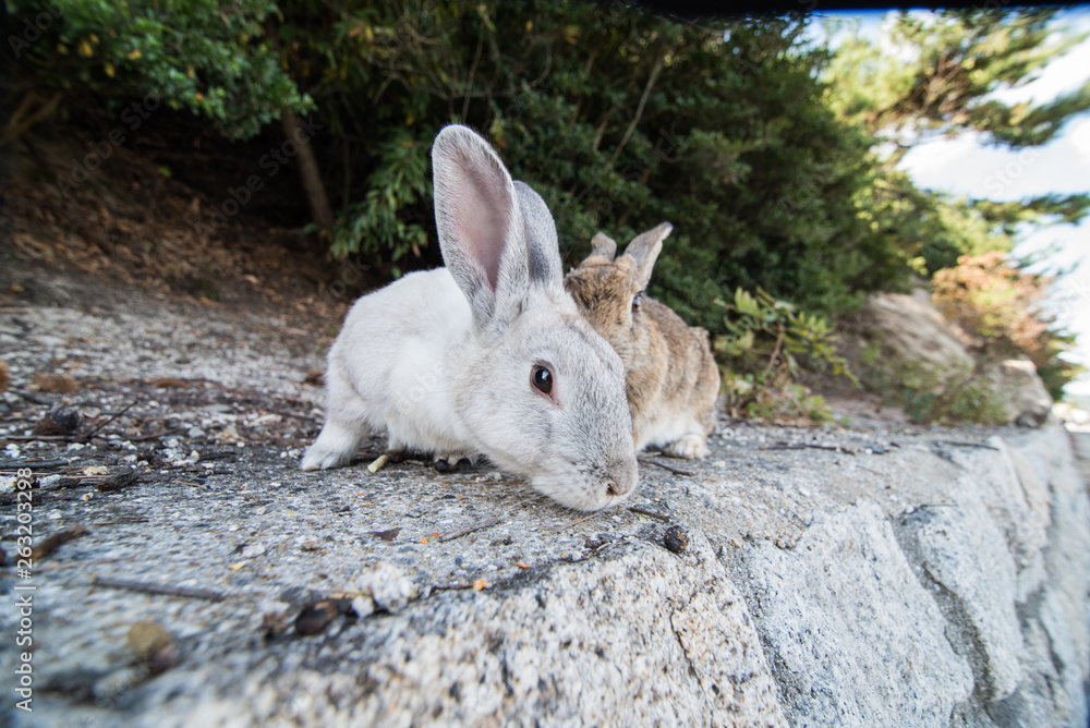 Fototapeta premium cute wild bunny rabbits in japan's rabbit island, okunoshima