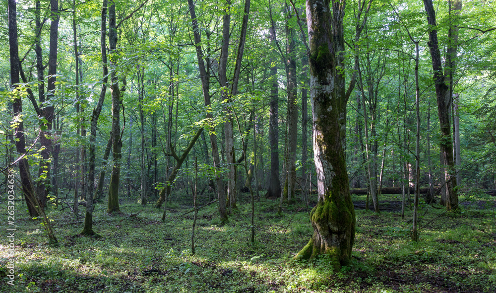 Obraz premium Misty deciduous stand before sunset