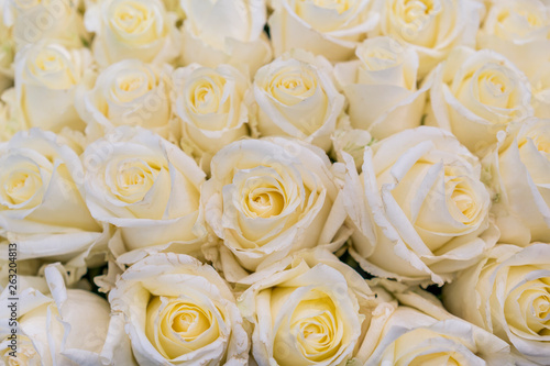 Fresh white roses background. A huge bouquet of flowers. The best gift for women