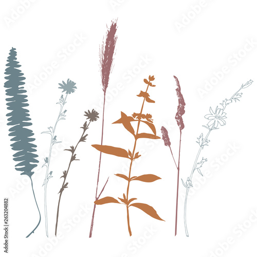 Botanical illustration with herbs, plants, flowers and leaves. Isolated vecto...