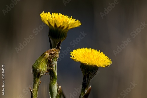 Medical coltsfoot (Tussilago farfara), sometimes coltsfoot general, is a perennial herbaceous plant with long creeping rhizome.