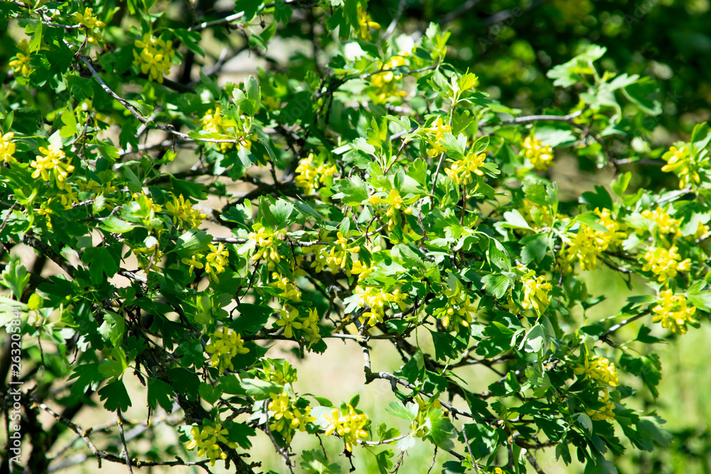 Fototapeta premium flowering black currant bushes in spring, small yellow flowers against a background of green foliage