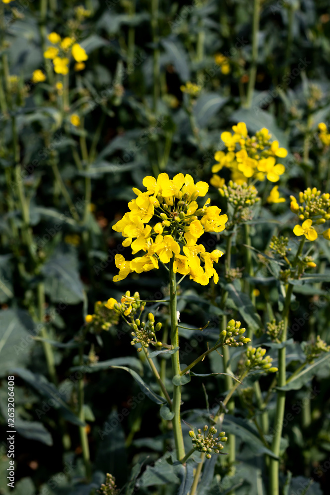 Rapeseed spring crop on farmland in rural Hampshire, member of the family Brassicaceae and cultivated mainly for its oil rich seed Rapeseed spring crop on farmland in rural Hampshire, member of the family Brassicaceae and cultivated mainly for its oil rich seed