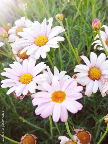 White flowers background