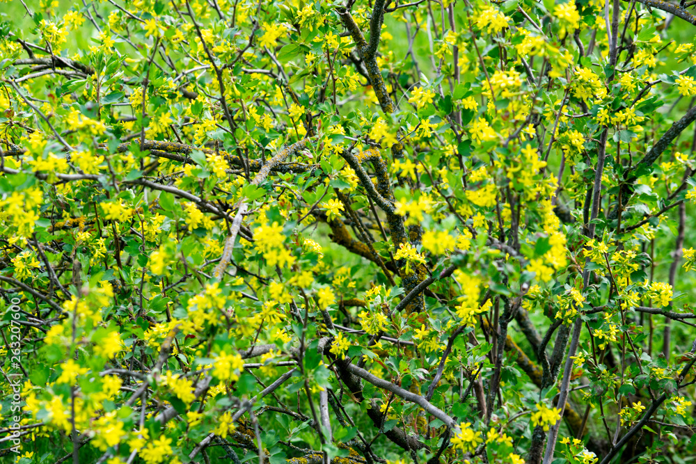 flowering black currant bushes in spring, small yellow flowers against a background of green foliage flowering black currant bushes in spring, small yellow flowers against a background of green foliage