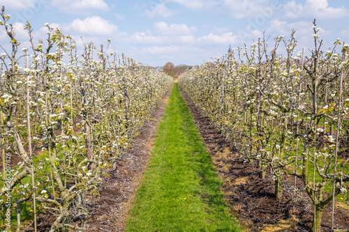Blooming apple trees in the Betuwe near Rhenen in Gelderland, the Netherlands